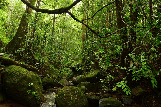 Kanneliya Forest Reserve