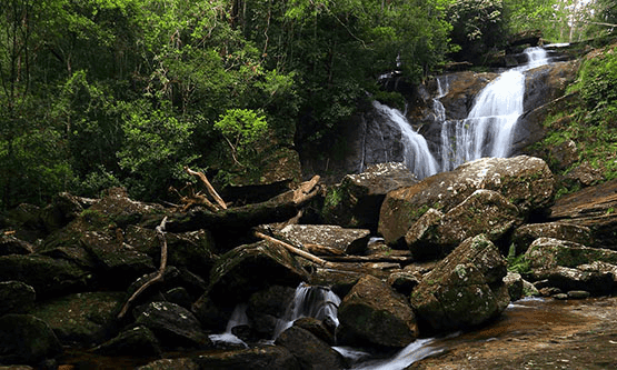 Sinharaja Forest Reserve
