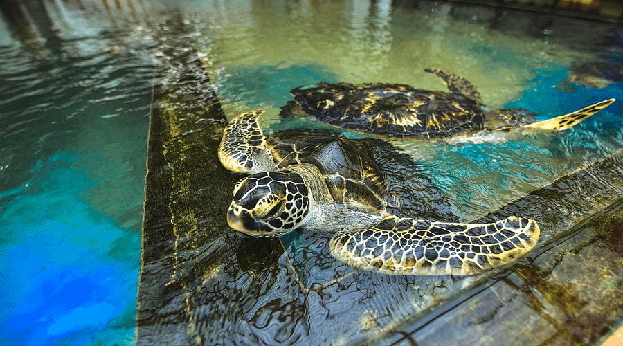 Sea Turtle Hatchery